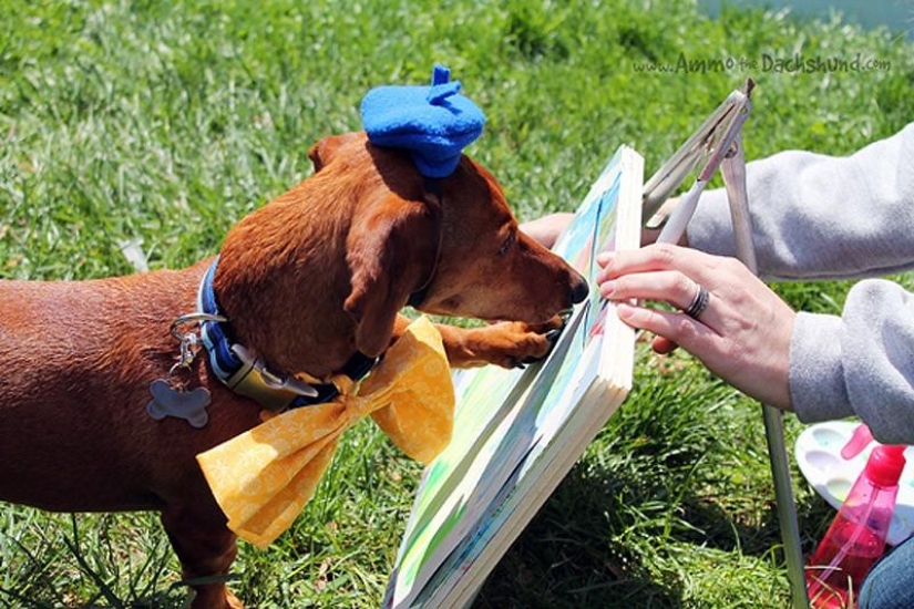 What can a dachshund do for you? What can a dachshund do for you?