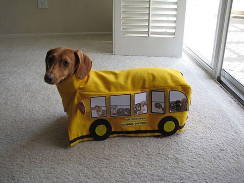 What can a dachshund do for you? What can a dachshund do for you?