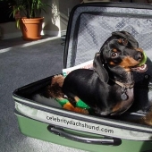 What can a dachshund do for you?