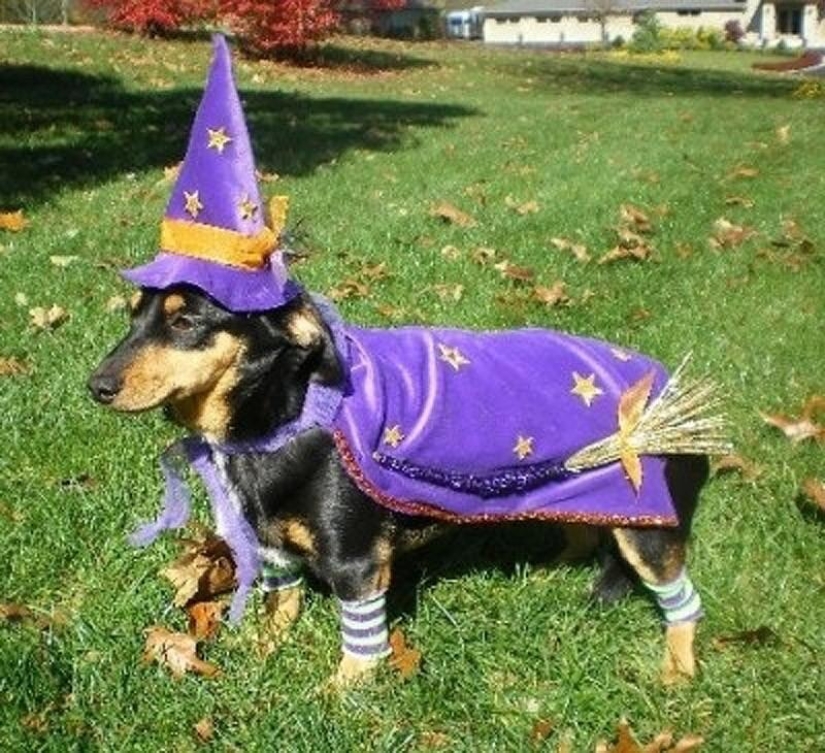 What can a dachshund do for you? What can a dachshund do for you?