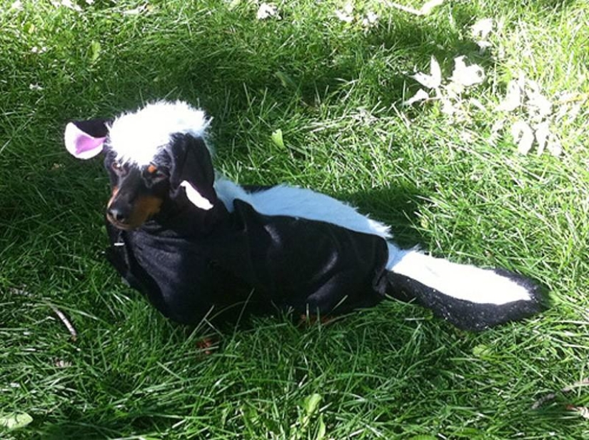 What can a dachshund do for you? What can a dachshund do for you?