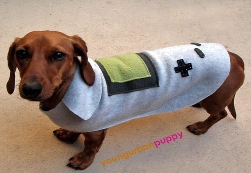 What can a dachshund do for you? What can a dachshund do for you?