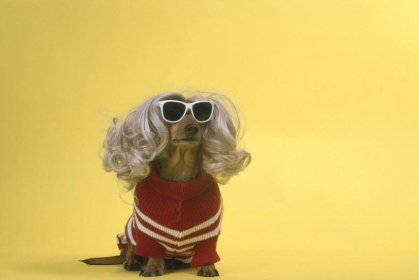 What can a dachshund do for you? What can a dachshund do for you?