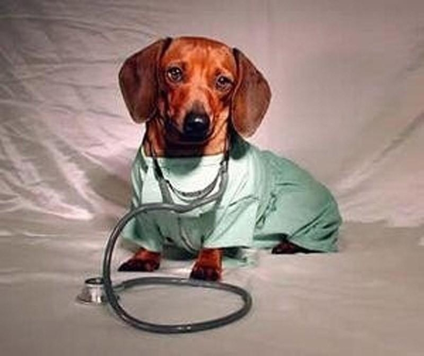 What can a dachshund do for you? What can a dachshund do for you?