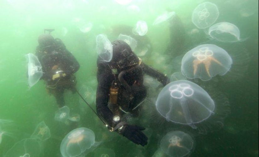 What does special forces look like in different countries