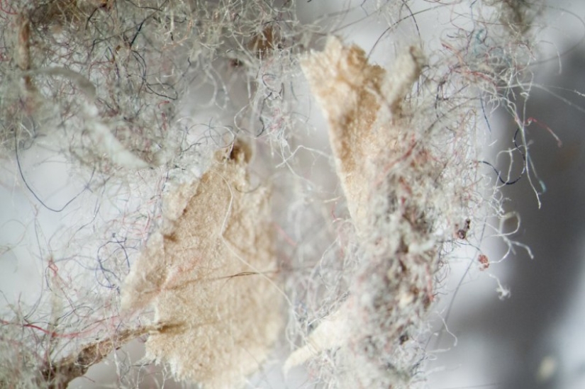 What does your household dust look like under a microscope?