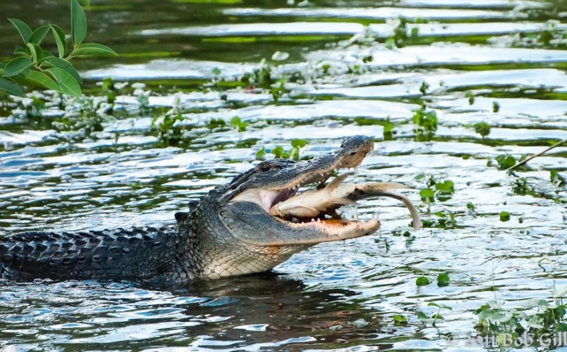 What is death for one is life for another