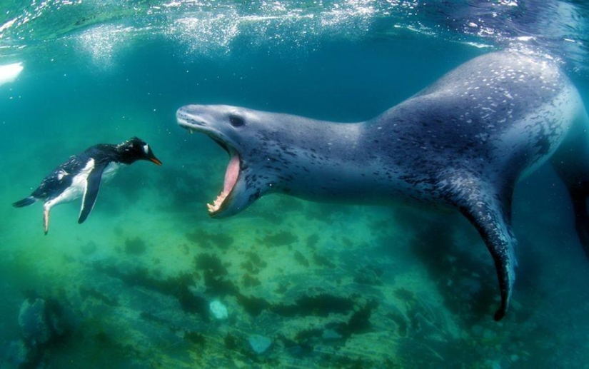 What is death for one is life for another