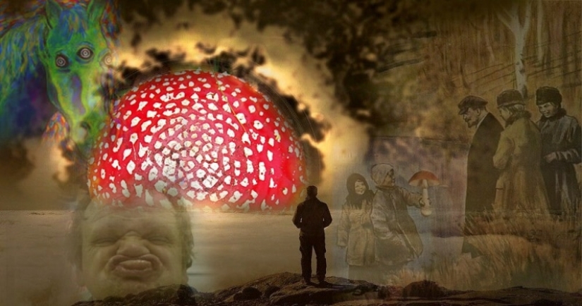 What is fly agaric microdosing, or Why it has become fashionable to eat poisonous mushrooms What is fly agaric microdosing, or Why it has become fashionable to eat poisonous mushrooms