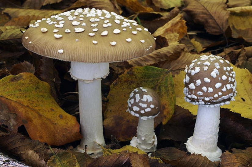 What is fly agaric microdosing, or Why it has become fashionable to eat poisonous mushrooms What is fly agaric microdosing, or Why it has become fashionable to eat poisonous mushrooms