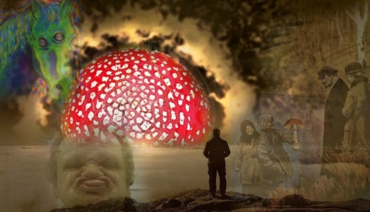 What is fly agaric microdosing, or Why it has become fashionable to eat poisonous mushrooms