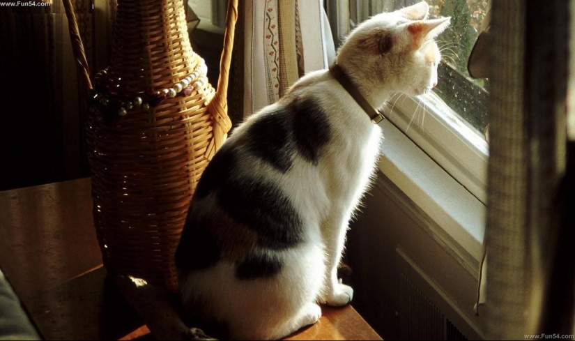 What modern windows are capable of