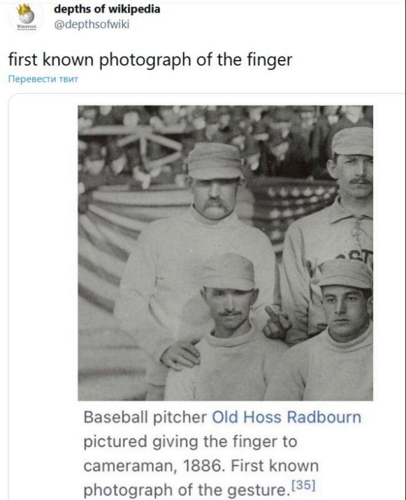 What the depths of Wikipedia hide: an account of the most absurd articles has appeared on Twitter