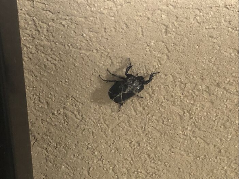 What’s A Weird Little Thing That You’ve Found? What’s A Weird Little Thing That You’ve Found?