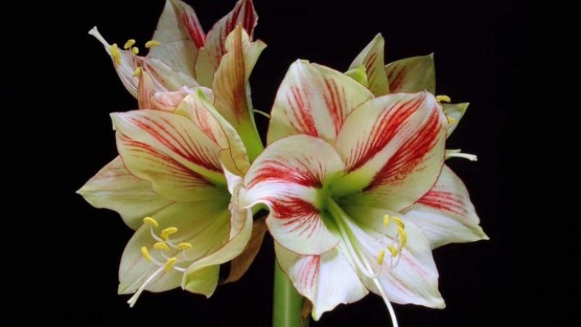 When the flowers bloom