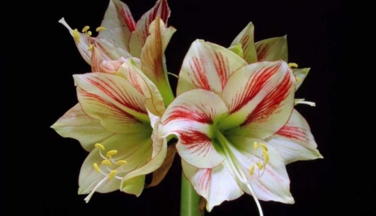 When the flowers bloom When the flowers bloom