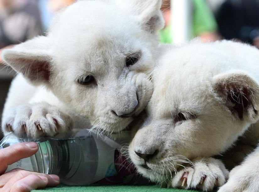 White lion cubs have become the stars of a private zoo White lion cubs have become the stars of a private zoo