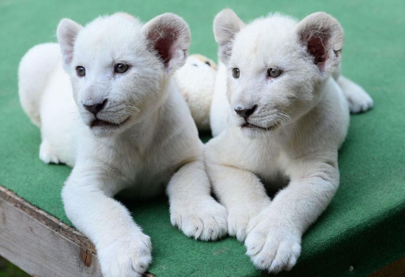 White lion cubs have become the stars of a private zoo White lion cubs have become the stars of a private zoo