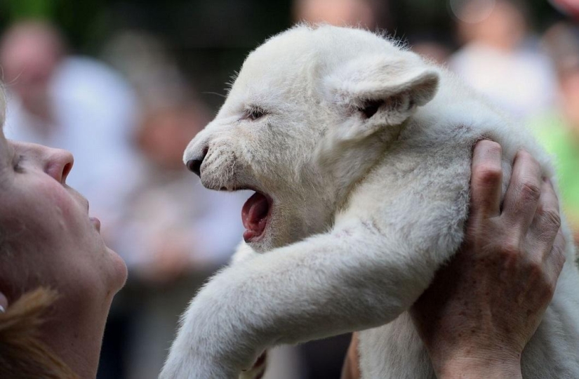 White lion cubs have become the stars of a private zoo White lion cubs have become the stars of a private zoo