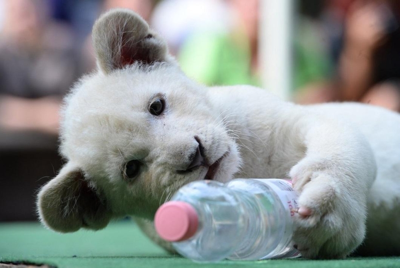White lion cubs have become the stars of a private zoo White lion cubs have become the stars of a private zoo