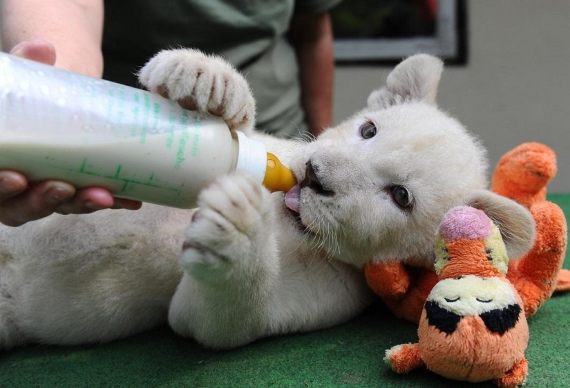 White lion cubs have become the stars of a private zoo White lion cubs have become the stars of a private zoo