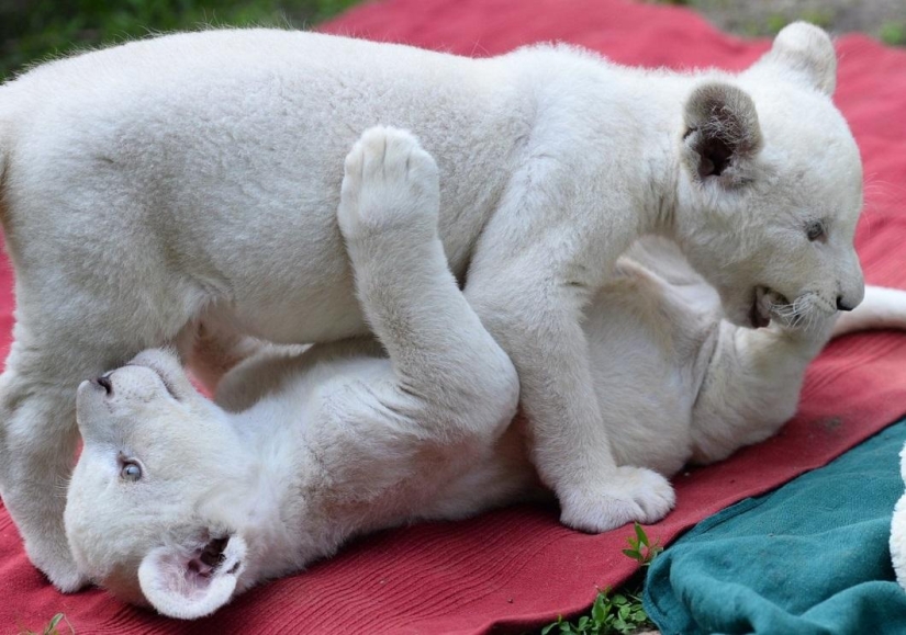 White lion cubs have become the stars of a private zoo White lion cubs have become the stars of a private zoo