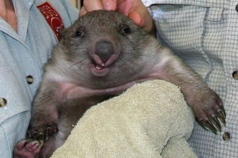 Who said that animals can't smile?