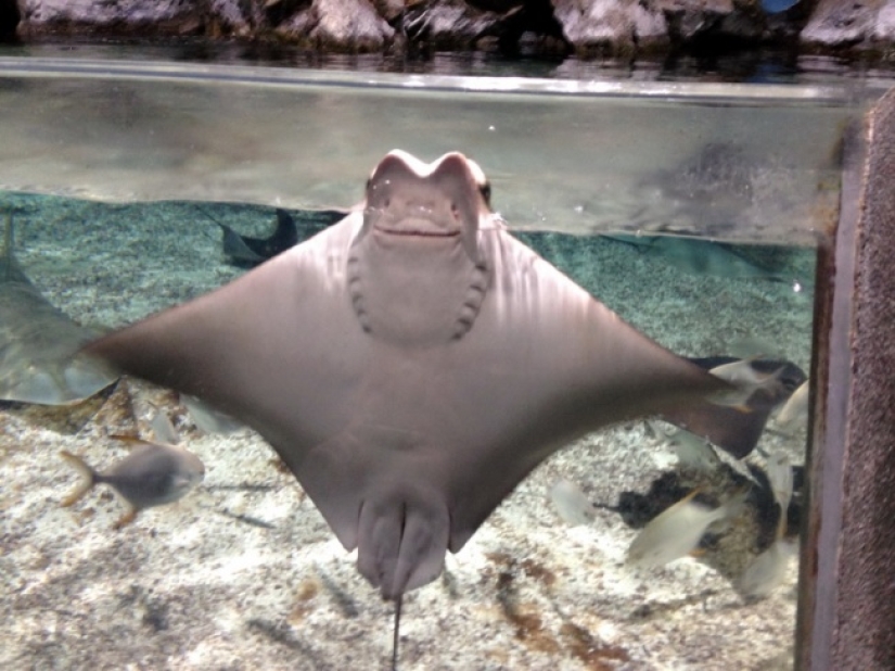 Who said that animals can't smile?