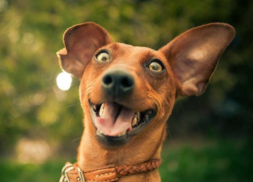 Who said that animals can't smile?