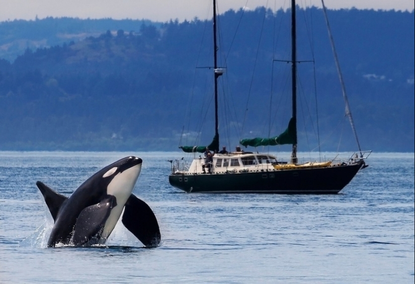 Why killer whales started sinking yachts