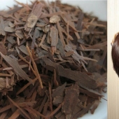 Why water your hair with oak bark. A natural remedy that women have been using since antiquity