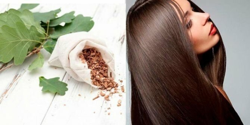 Why water your hair with oak bark. A natural remedy that women have been using since antiquity Why water your hair with oak bark. A natural remedy that women have been using since antiquity