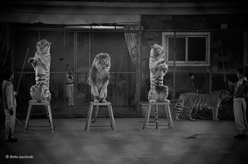 Wildlife Photographer 2015 Winners