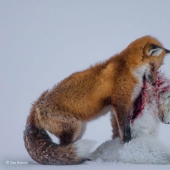 Wildlife Photographer 2015 Winners