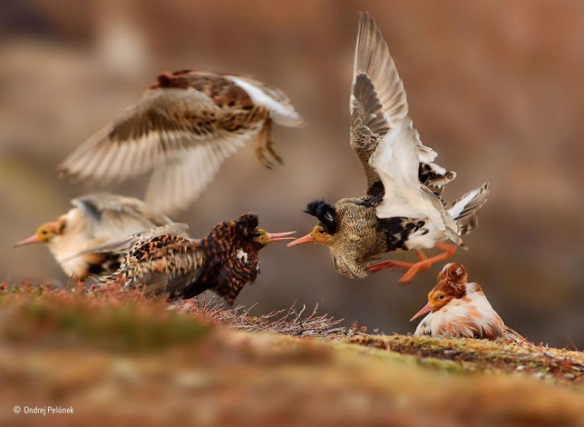 Wildlife Photographer 2015 Winners