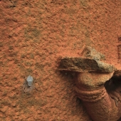 Wildlife Photographer of the Year winners show the beauty — and precarity — of nature