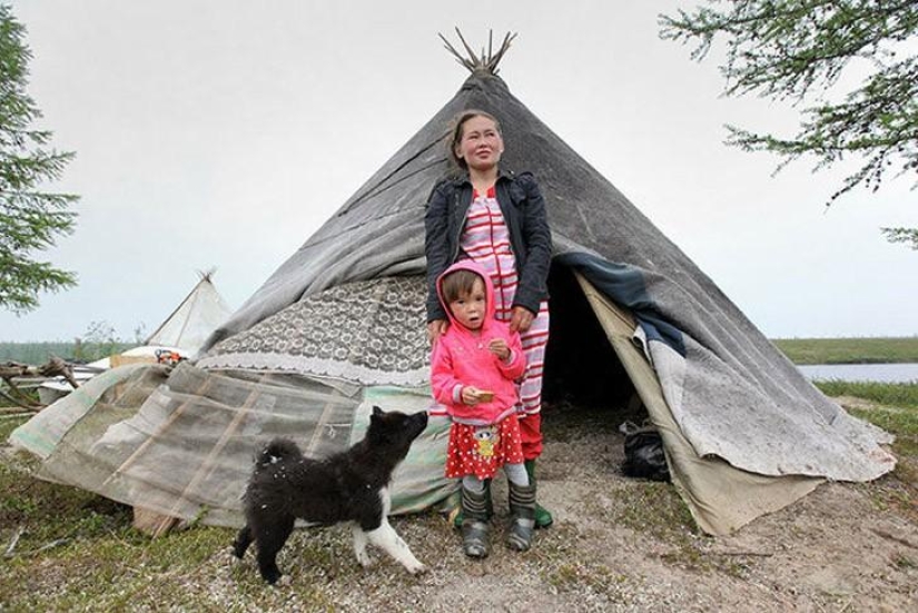 Will be taken to the tundra: How the Nenets celebrate the wedding