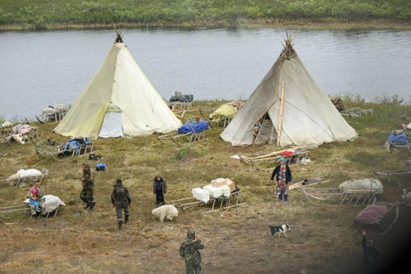 Will be taken to the tundra: How the Nenets celebrate the wedding
