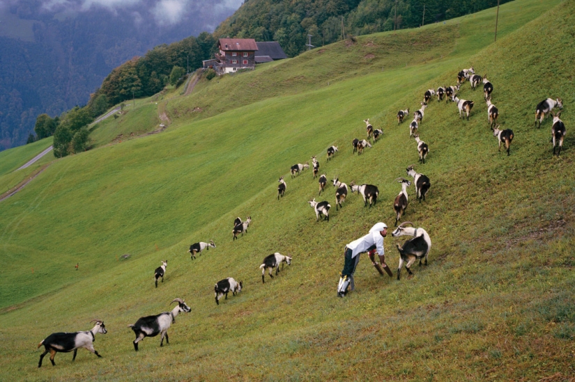 With whom you will be led, from that you will gain: why did the Briton turn into a goat? With whom you will be led, from that you will gain: why did the Briton turn into a goat?