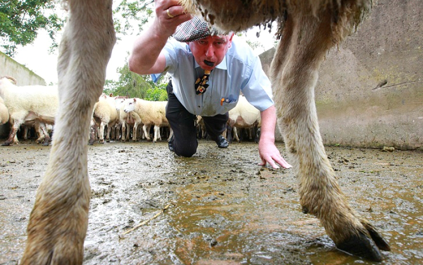 World's first sheep dung spitting competition
