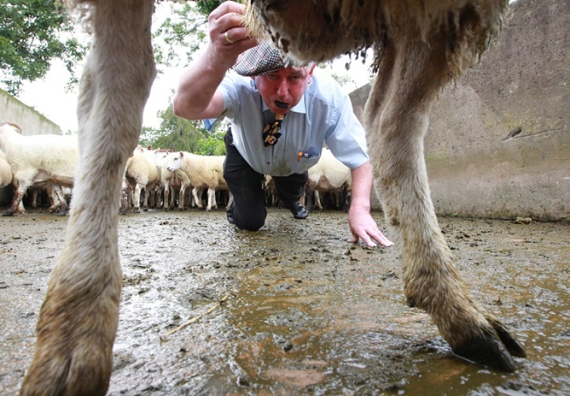 World's first sheep dung spitting competition World's first sheep dung spitting competition