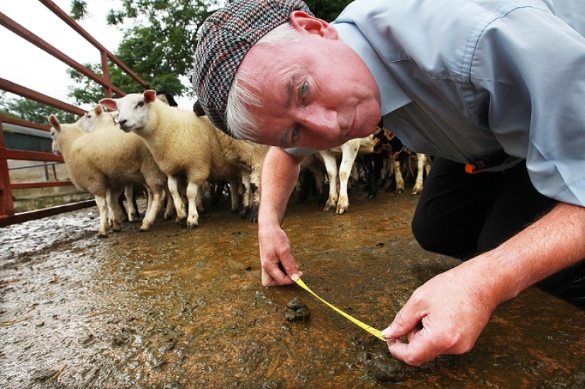 World's first sheep dung spitting competition World's first sheep dung spitting competition