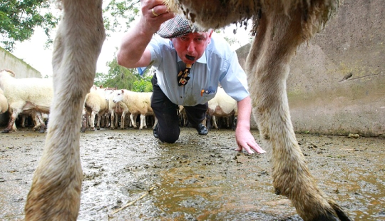 World&#39;s first sheep dung spitting competition