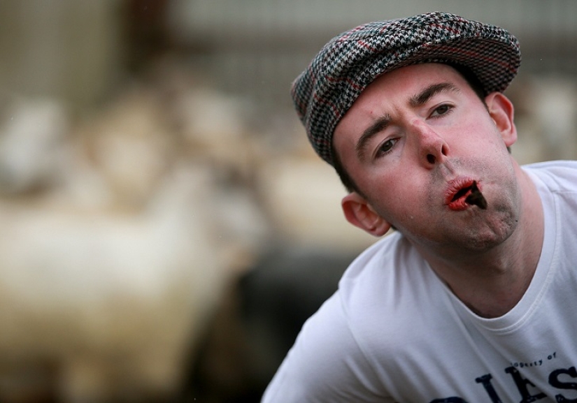 World's first sheep dung spitting competition World's first sheep dung spitting competition