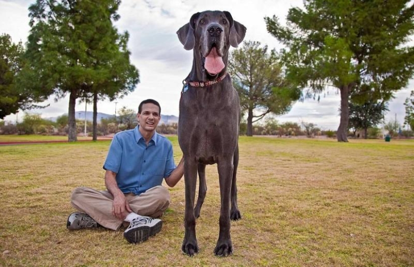 World's largest dog dies in US World's largest dog dies in US