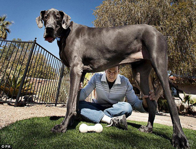 World's largest dog dies in US World's largest dog dies in US