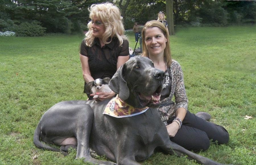 World's largest dog dies in US World's largest dog dies in US