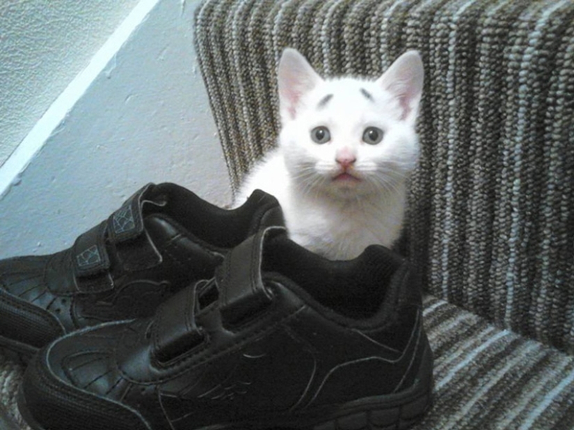 WTF-cat: ¿Por qué esta gatita tan sorprendida?