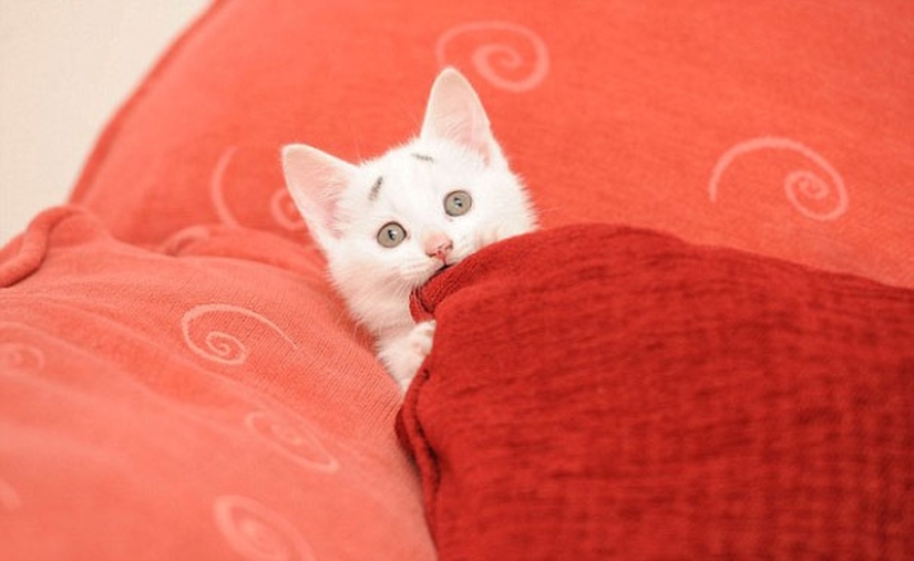WTF cat: why is this kitten so surprised?
