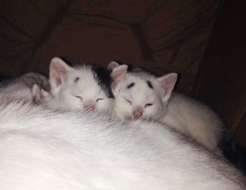 WTF cat: why is this kitten so surprised?